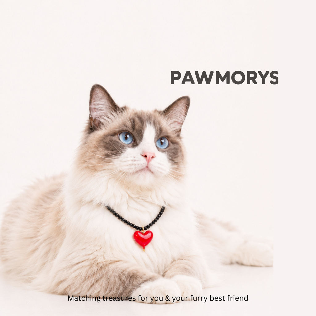 Gray cat wearing the sky-blue American Sweetheart pet necklace with a red heart pendant