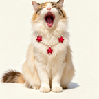Bordeaux Star Pet Necklace