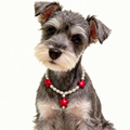 Bordeaux Star Pet Necklace